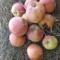 سیب بادریز