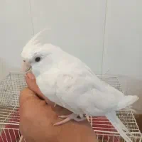 عروس هلندی نر سوخت گو وکامل دستی مست مست