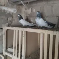 دمی درشت وکله دم سبزدرشت