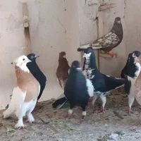 کفتر شهری و بهبهانی