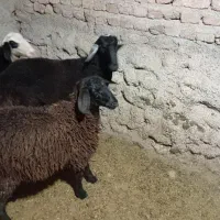 گوسفند نر ماده برا قربانی