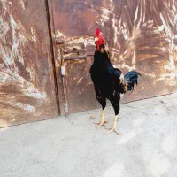 خروس پاکستانی