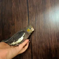 سرلاکی ۳۵ روزه|پرنده|بروجرد, |دیوار