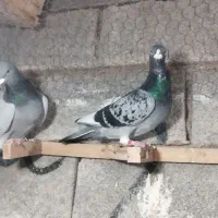 کبوتر فری|پرنده|برازجان, |دیوار