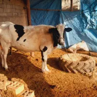 ۲گاو. وگوساله ماده|حیوانات مزرعه|حمیدیه, |دیوار