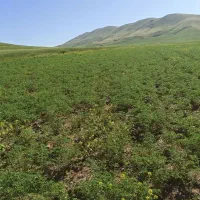 ۶هکتار زمین نخود.در روستای تپی.برای چیدن.