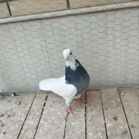 کفتر|پرنده|اردکان, |دیوار