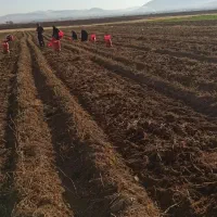 سیب زمینی ارگانیک بدون هیچ سمی|خوردنی و آشامیدنی|کلیائی, |دیوار