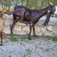 بزافغانی اصل دماغ طوطی زیرگلودارآبستن|حیوانات مزرعه|شوشتر, |دیوار