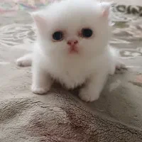 بچه گربه پرشین اشرافی|گربه|تنکابن, |دیوار