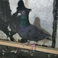 کبوتر پلاکی ماده سیاه|پرنده|صدرا-فارس, فاز ۲|دیوار