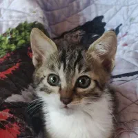 گربه  بازیگوش واگذاری