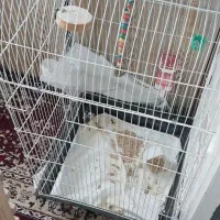 قفس کاسکو طوطی