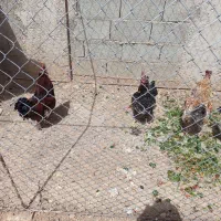 فروش خروس  یا معاوضه با مرغ در شهرضا