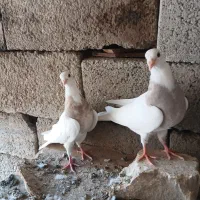 جفت جوانه آجری