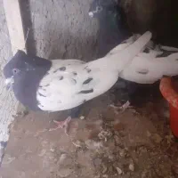 دم سیاه تهران