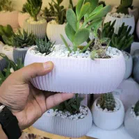 گلدان کاکتوس بزرگ سه گل عمده تک«امید دکور»|گل و گیاه طبیعی|مشهد, شهرک رازی (شهرک غرب)|دیوار