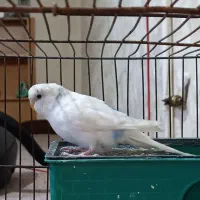 یه جفت مرغ عشق