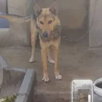 واگذاری یک قلاده سگ ژرمن در سعیدآباد هشتگرد