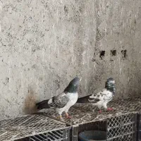 کبوترگرو|پرنده|سنگر, |دیوار