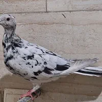 کبوترسرور ماده|پرنده|پاکدشت, خاتون آباد|دیوار