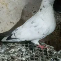 کفتر برای عشق بازان عزیز
