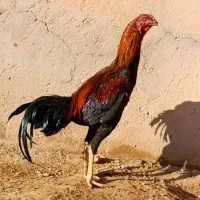 خروس لاری اصیل