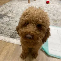 پودل یک سال نیمه نر