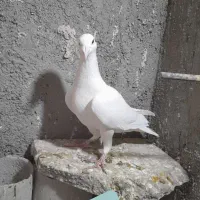 کبوتر گرفتنی و جوانه|پرنده|سبزوار, پاسداران|دیوار