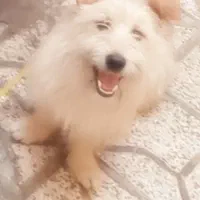 سگ پاکوتا
