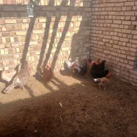 ده عدد مرغ محلی تخمگذار|حیوانات مزرعه|اسفرورین, |دیوار