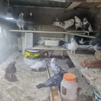 کفتر