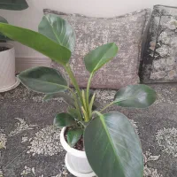 سرحال و شاداب گل|گل و گیاه طبیعی|سبزوار, فیاض|دیوار