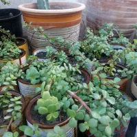 گل خرفه ای مناسب هر آب و هوایی