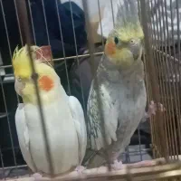 عروس هلندی  با قفس