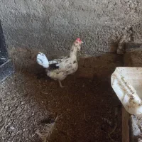 مرغ وخروس ونیمچه گلین|حیوانات مزرعه|قرچک, میرزائی شمالی|دیوار