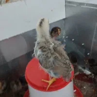 جوجه ۱۵ روزه چهل تاج وبلک