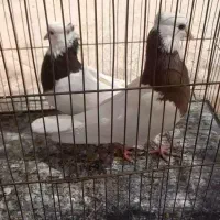 کفتر.|پرنده|کوهبنان, |دیوار