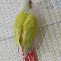 ردچیک|پرنده|اسفراین, |دیوار