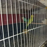 پرنده های زینتی|پرنده|شفت, |دیوار