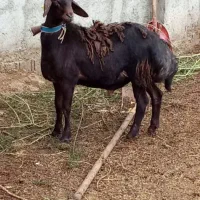 گوسفند بره نر قوچی مخصوص تخمی کاربلد درجه یک|حیوانات مزرعه|قائم‌شهر, |دیوار