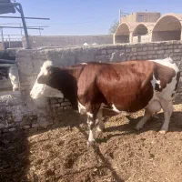 گاوشیری سیمنتال|حیوانات مزرعه|یزد, |دیوار