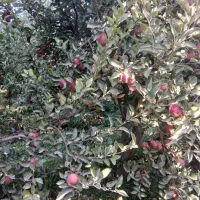 باغ-الوان-بادرختان-الوکالیفرنیا-سیب