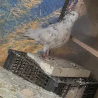 کفتر|پرنده|شاهرود, |دیوار