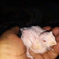 جوجه عروس هلندی آلبینو