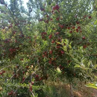 فروش-زمین