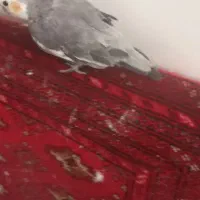 نر ماده عروس درجه ۱ قیمت جفت زدم تخفیف دارم|پرنده|فردوسیه, |دیوار