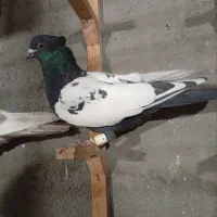 کلاغ سبز ترکه سرخ وچند تا رنگه خوشگل شهرستانی|پرنده|مشهد, قائم|دیوار