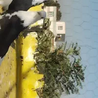 کبوتر شازده باپشدار|پرنده|محمدبار, |دیوار