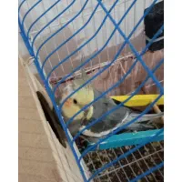 یک جفت عروس هلندی